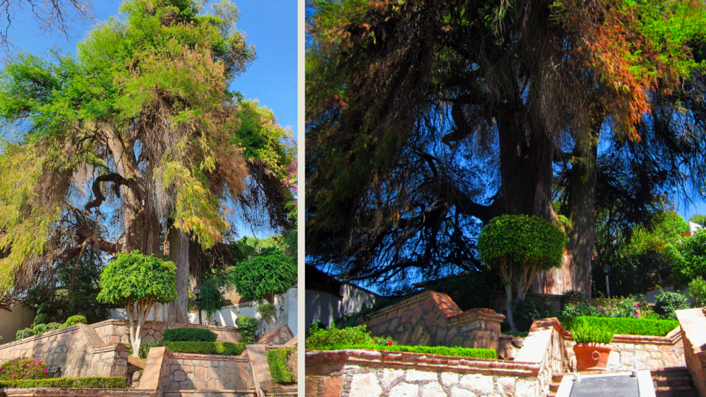 El Pino | Imagen extraída de experiencia.edomex.gob.mx