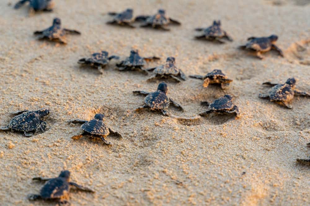 Imagen extraída de: floridatrippers.com