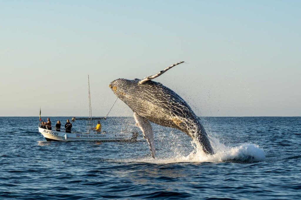 whale watching in puerto escondido